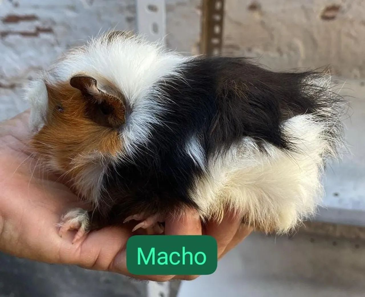 Porquinho da índia 424794622211532804