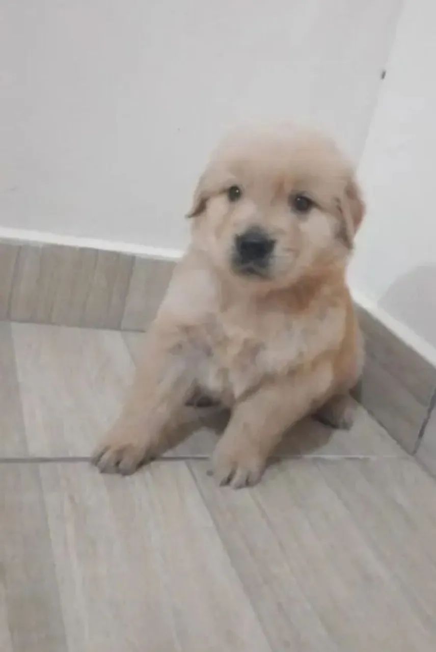 Poodle 