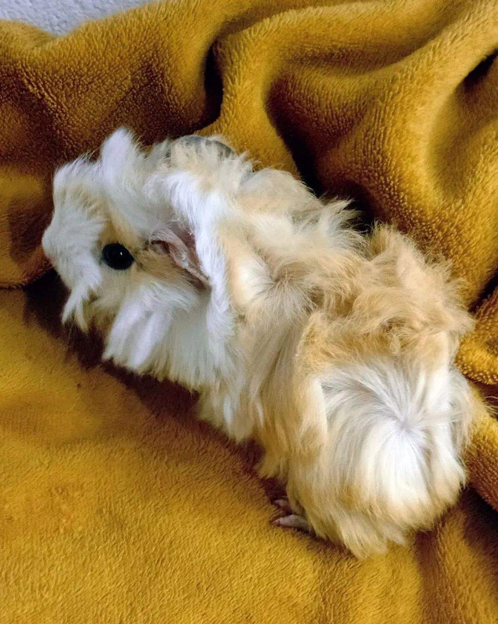 Filhotes de Porquinho da Índia  - Foto 4