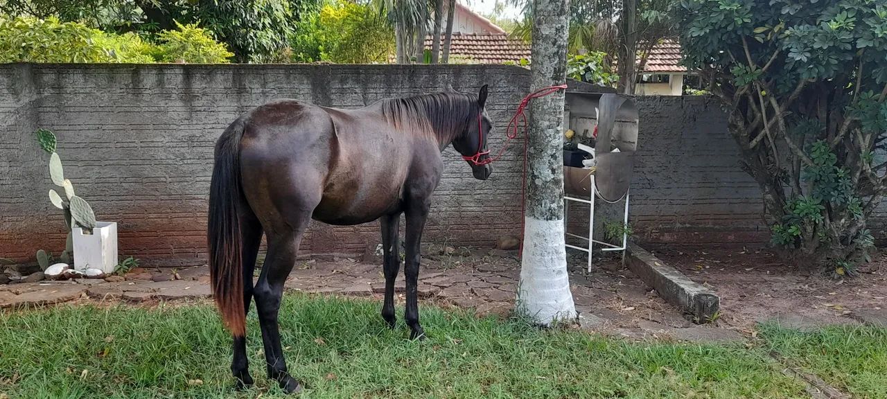 Cavalo - Foto 3