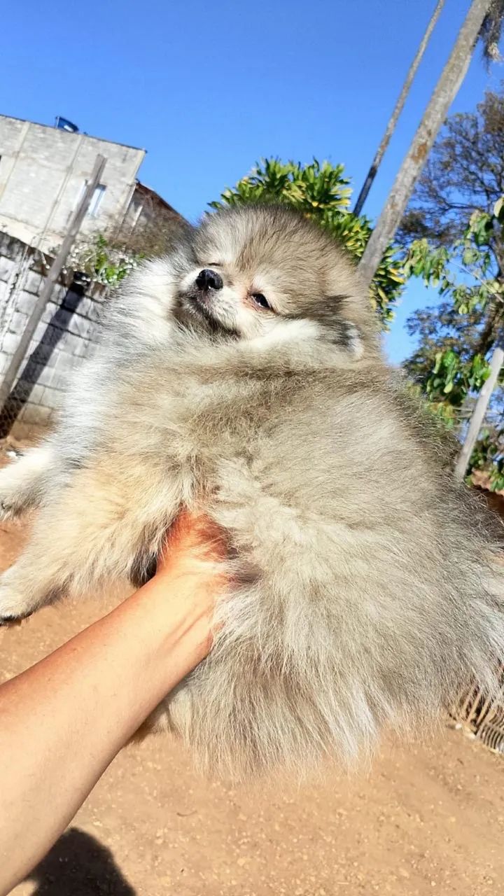 Cachorro Spitz alemão - Foto 3