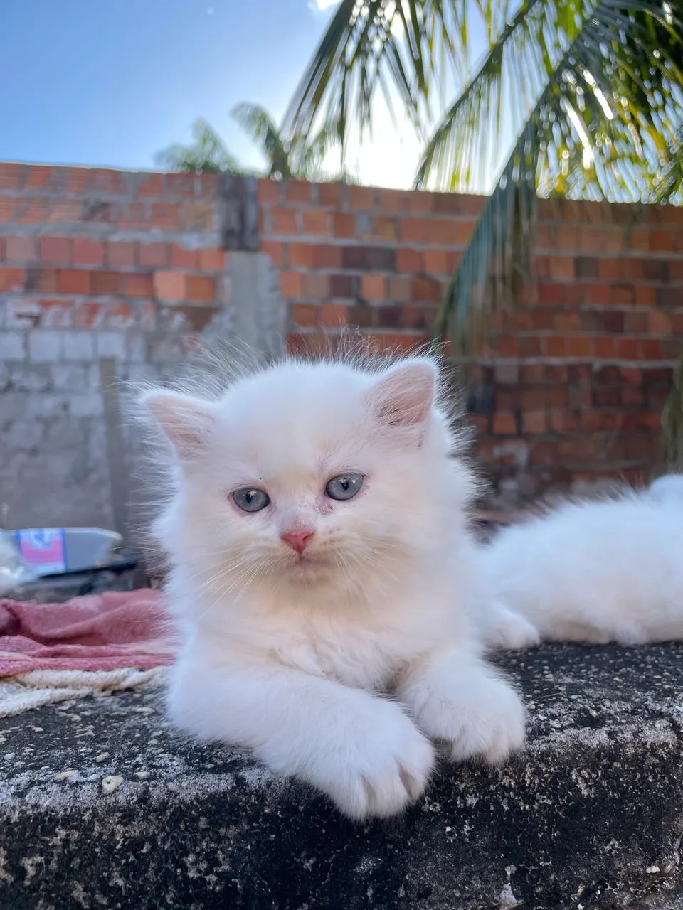 Gato Persa  - Foto 3