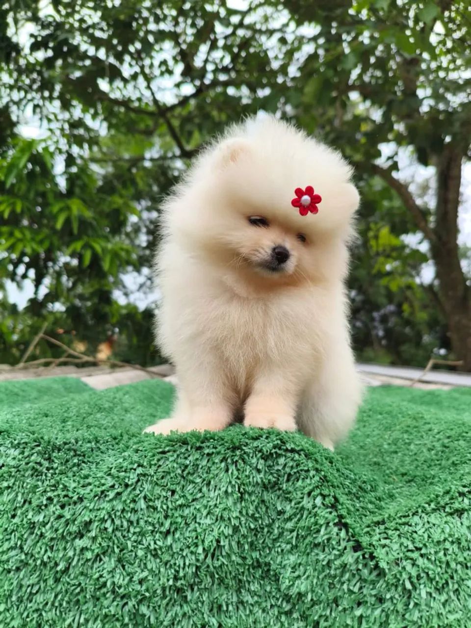 Filhotes de Spitz alemão 