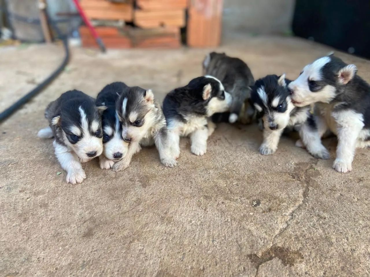 Filhotes de Husky Siberiano  - Foto 3