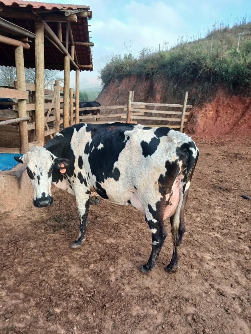Venda de vacas de leite - Foto 2
