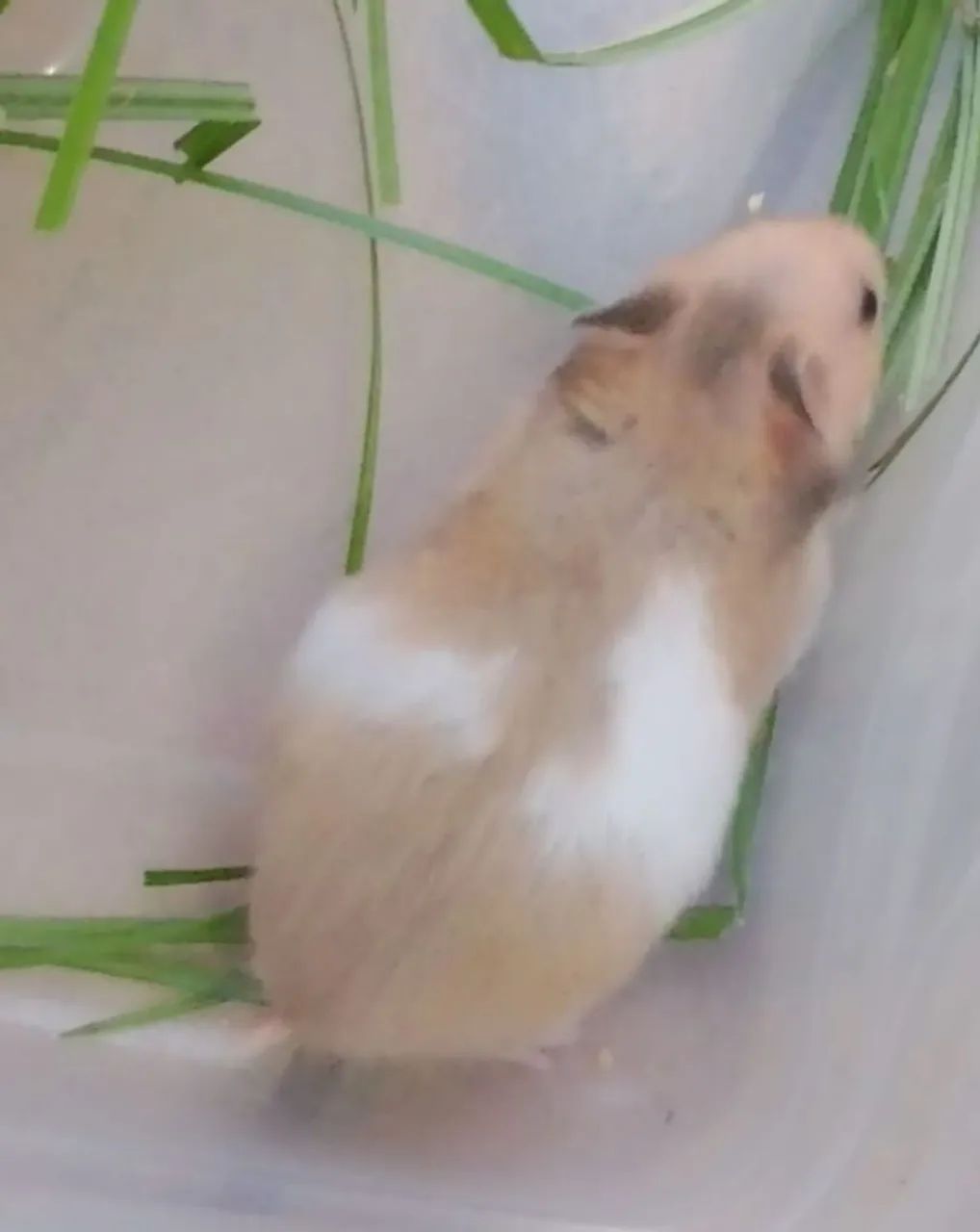 Hamster sírio (a raça mais dócil de todas)com 45 dias - Foto 3