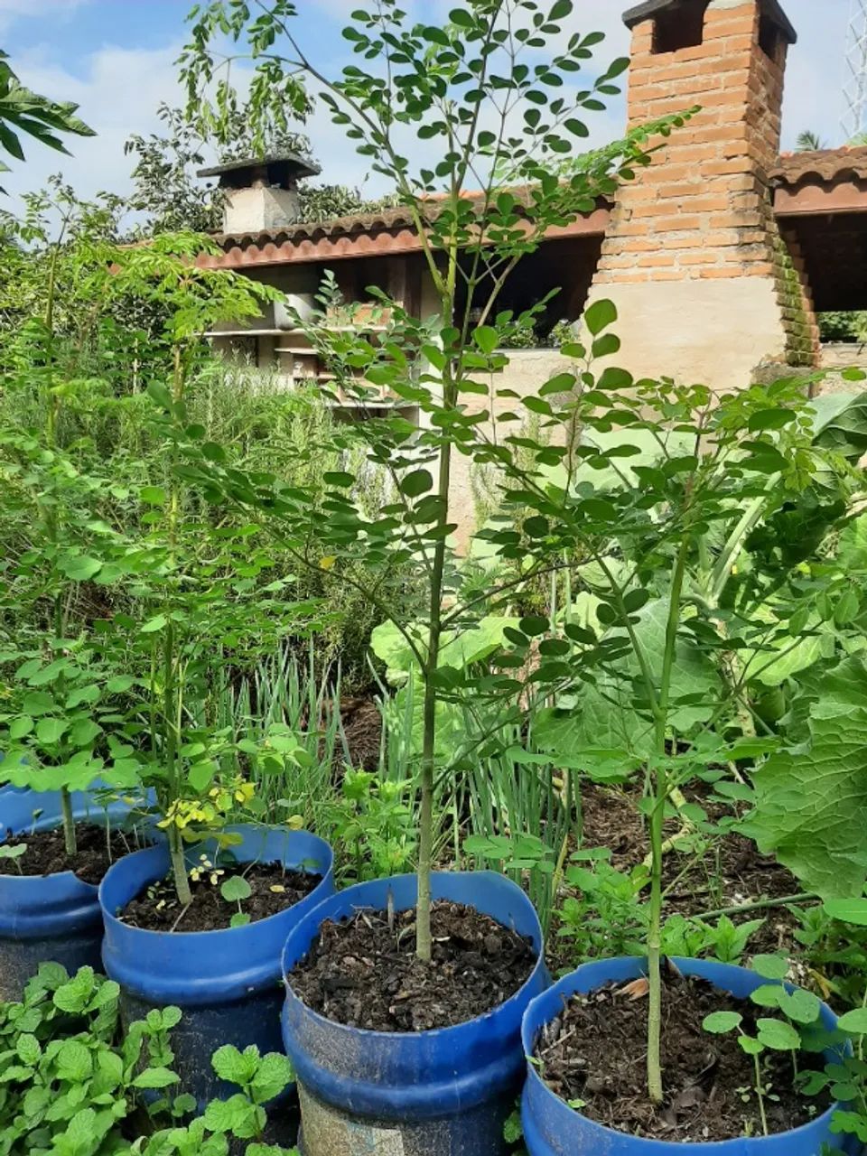 Moringa - 80 cm - Foto 2