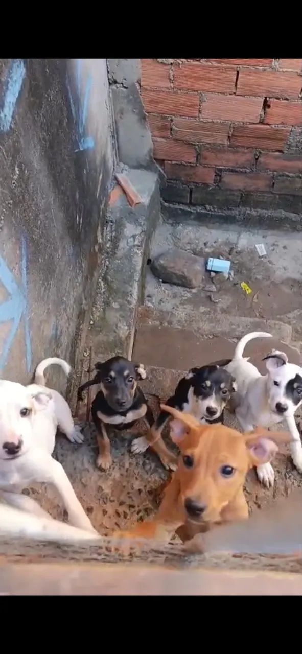 Filhotes de cachorro - Foto 5