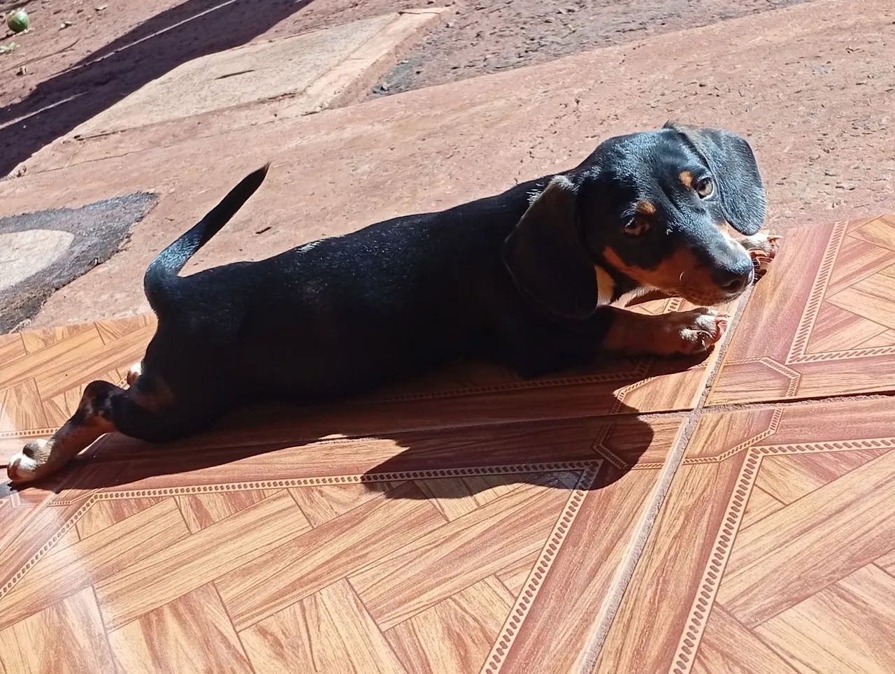 Pet