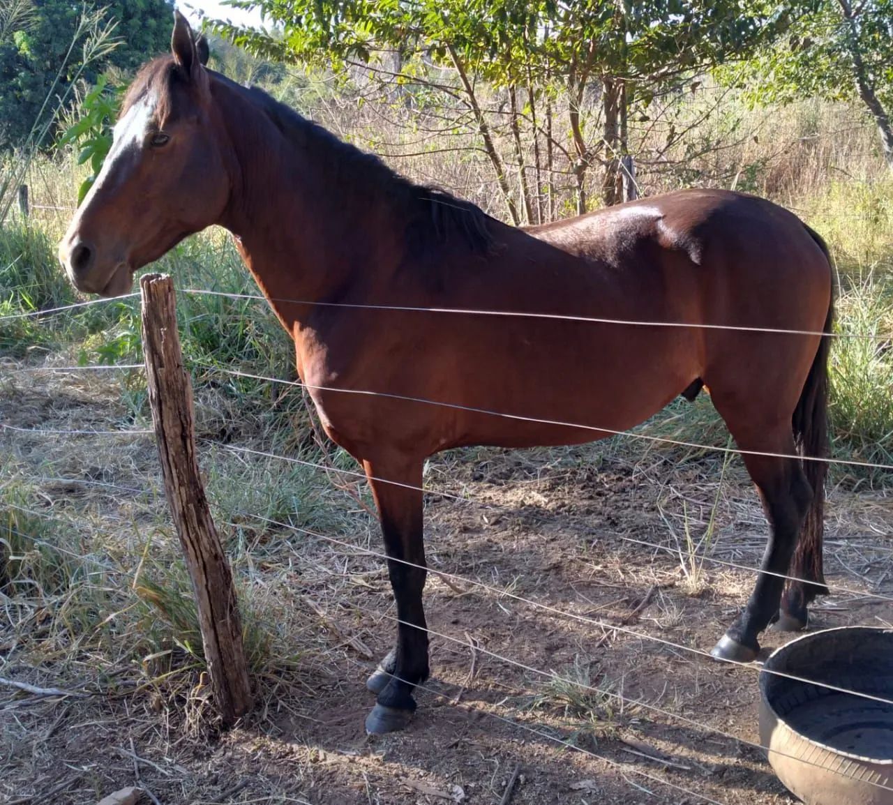 cavalo - Foto 2