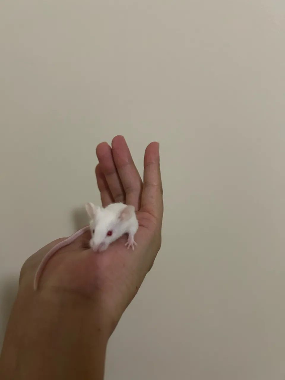 Camundongos Pet 