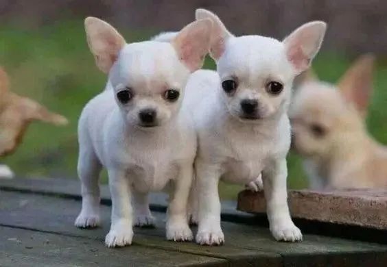 Chihuahua Machos e Femeas