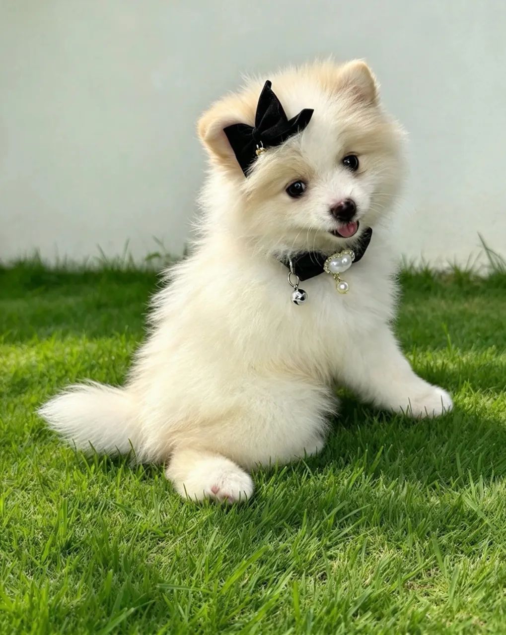Lulu Da Pomerania  - Foto 2