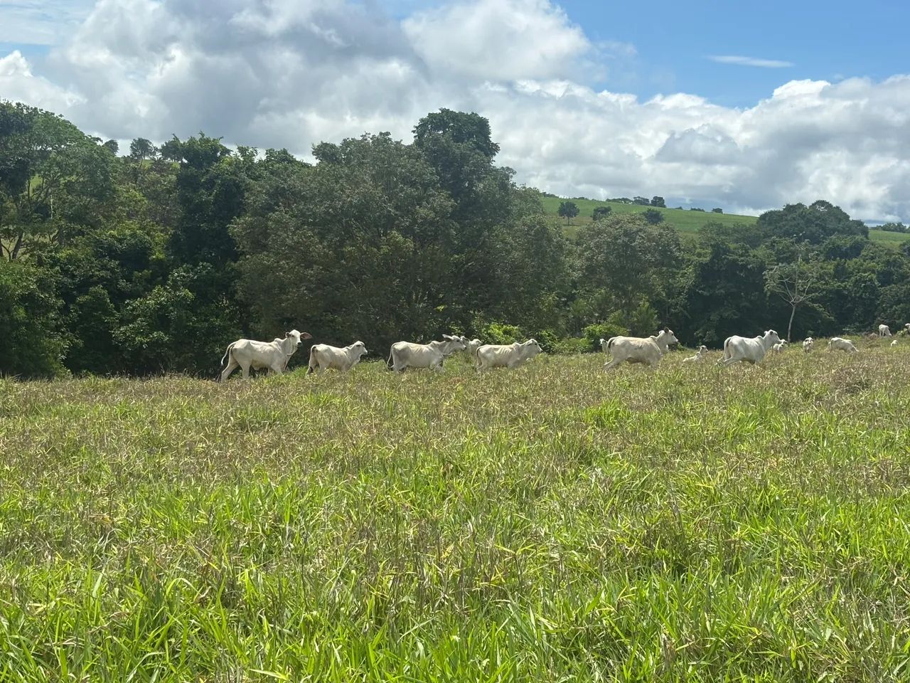Gado Tababua - Foto 3