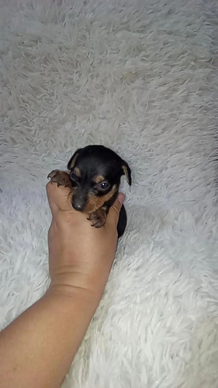 Pinscher zerinho macho ( perfeitinho) - Foto 2