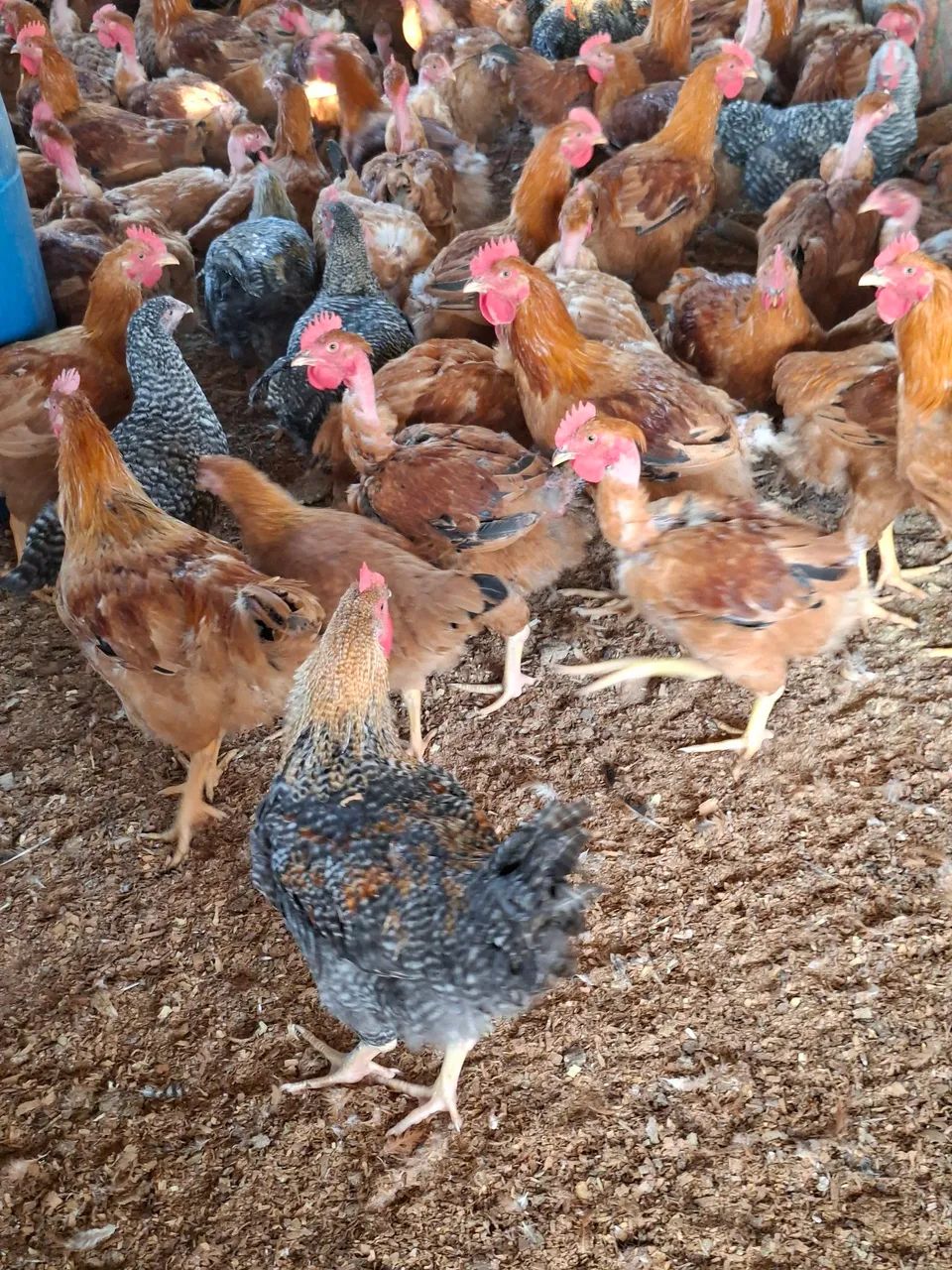FRANGO CAIPIRA  - Foto 5