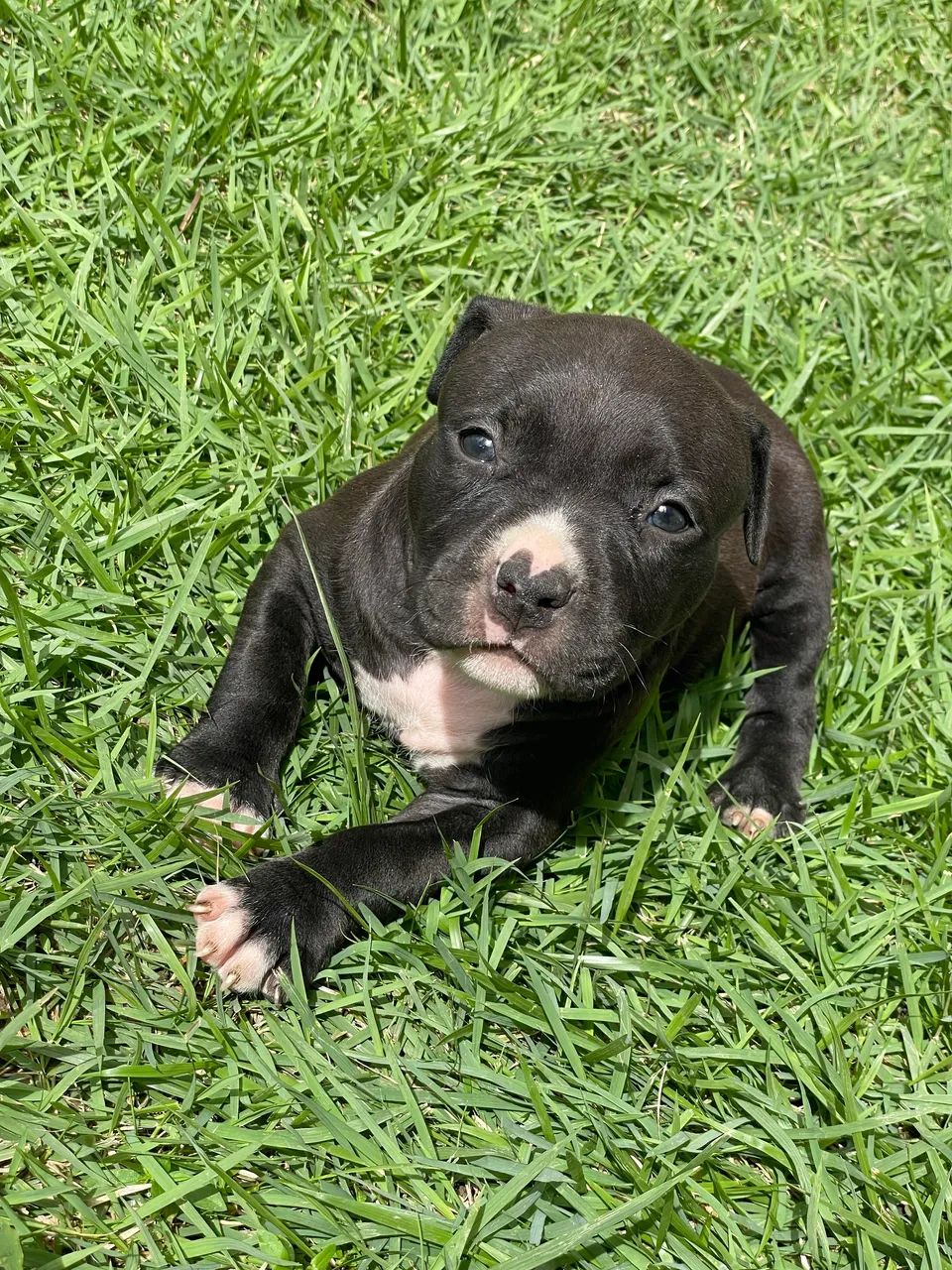 Pit bul monster  - Foto 4