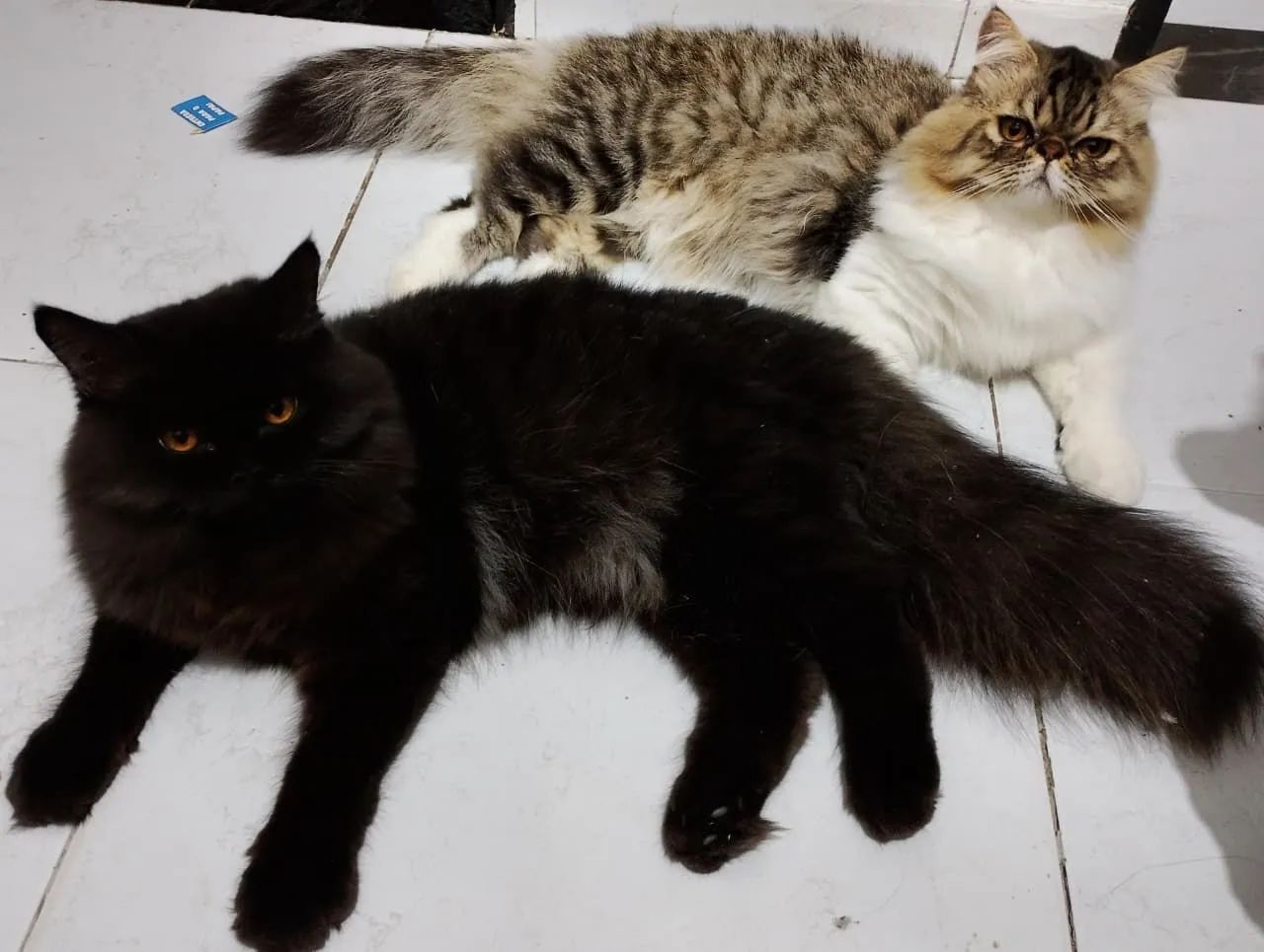 Gatos persa - Foto 2
