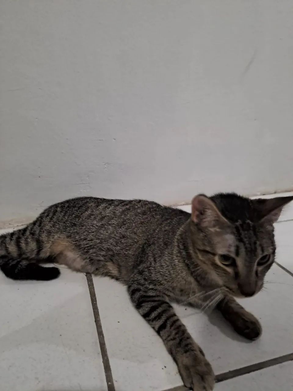 Gato macho castrado - Foto 3