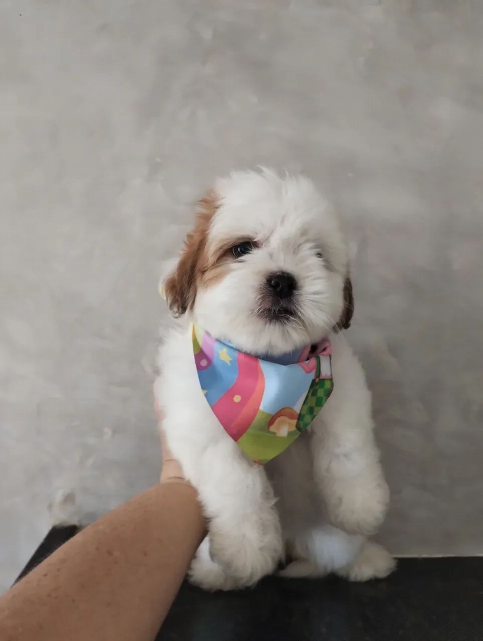 Lhasa Apso Promoção  - Foto 4