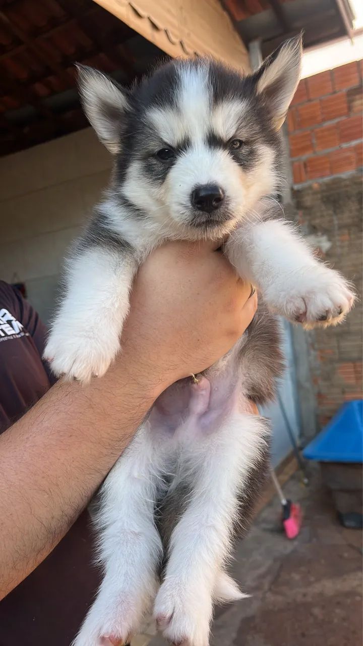 Filhotes machos de husky siberiano 