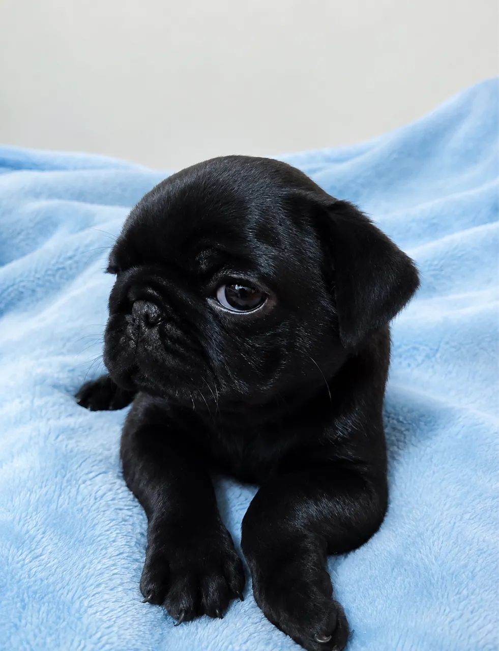 Pug machinho