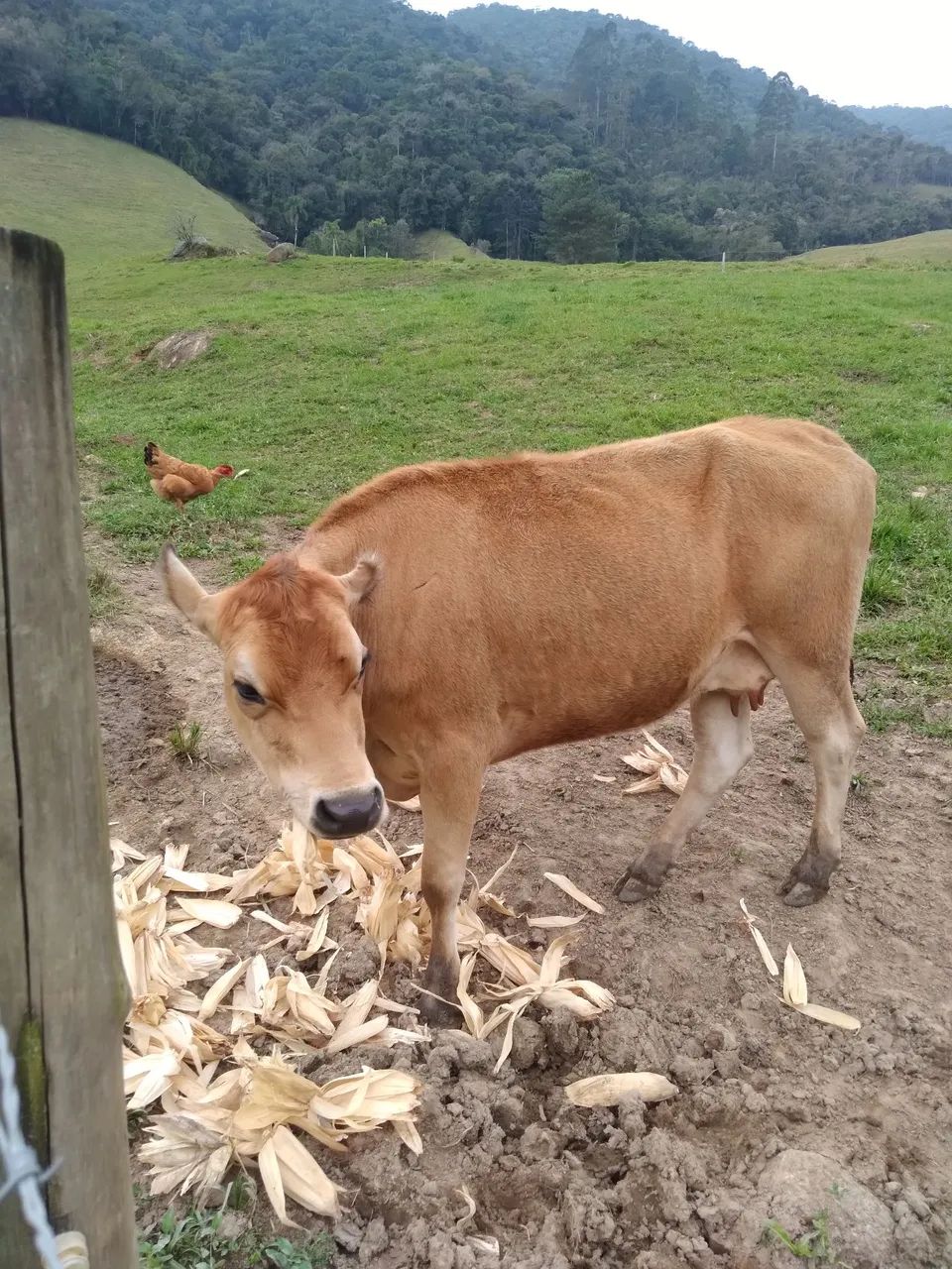 Vendo três  vacas  - Foto 5