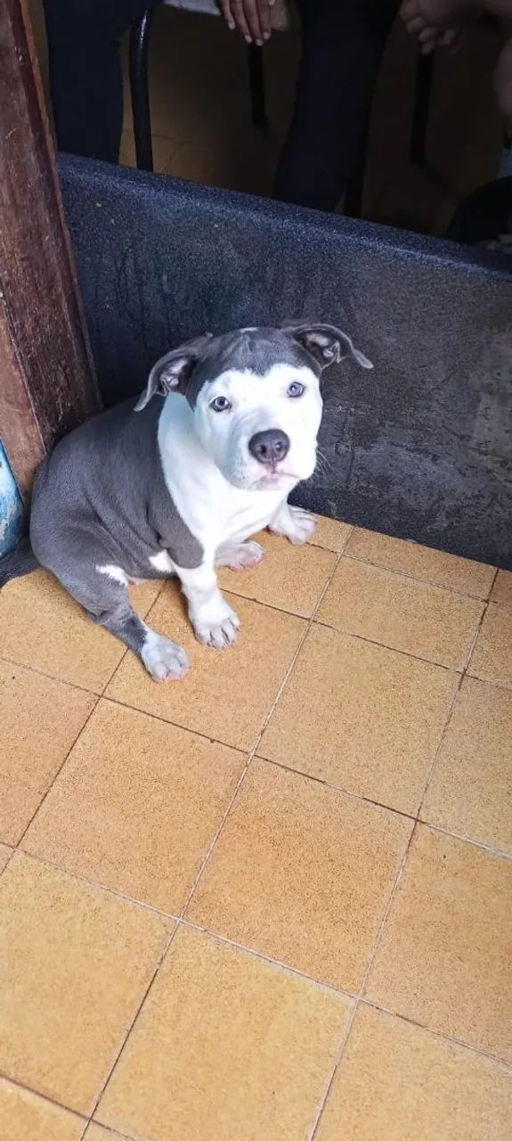American Bully  - Foto 2