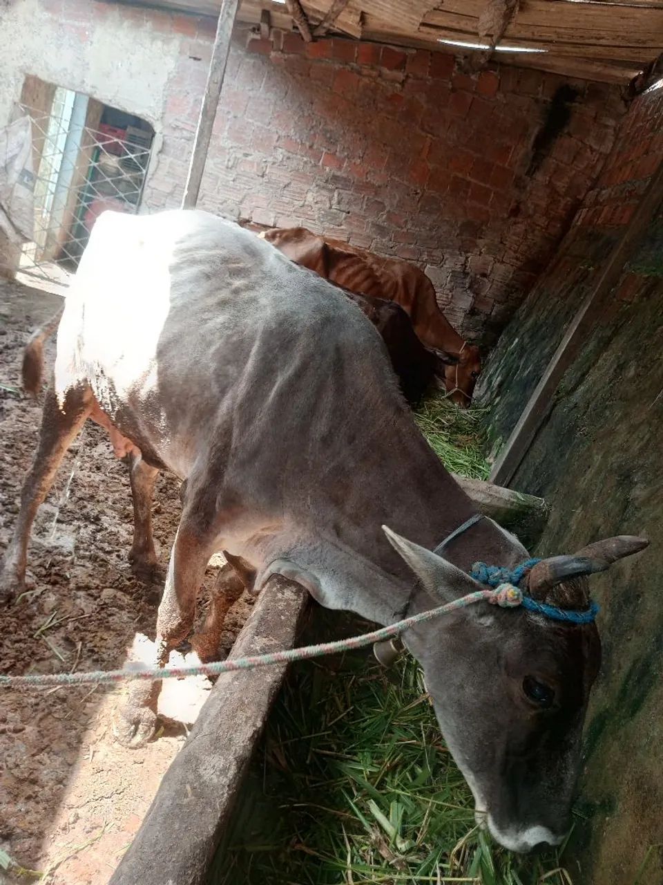 Vaca - Foto 3