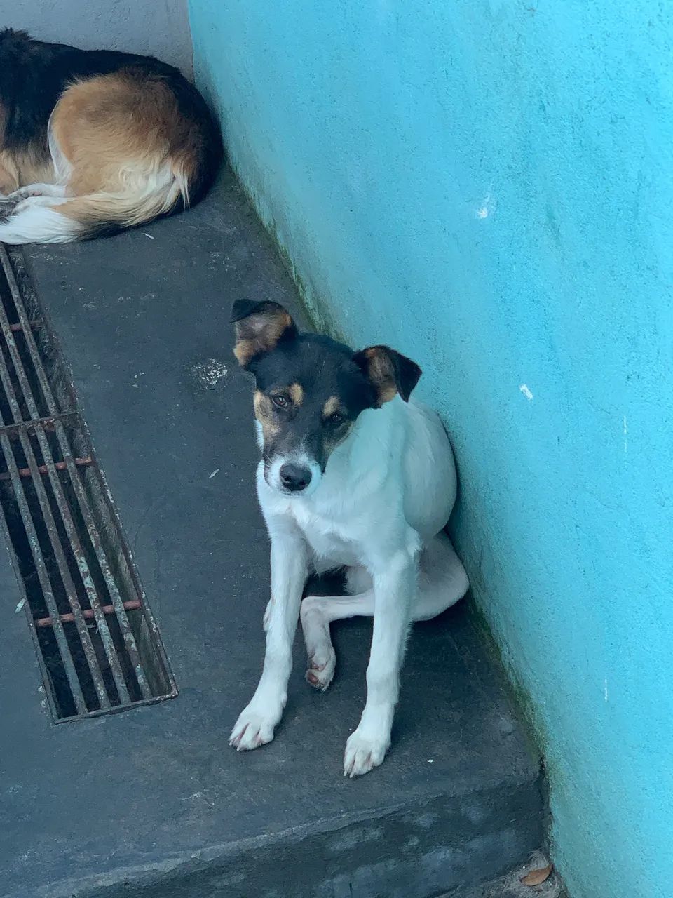 Doação de cadelinha - Foto 5
