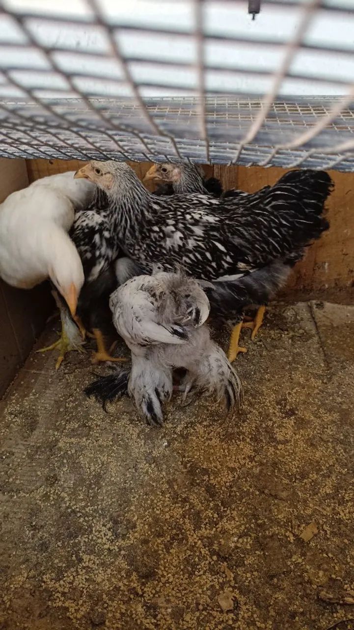 Pintos Brahma e Wyandotte - Foto 2