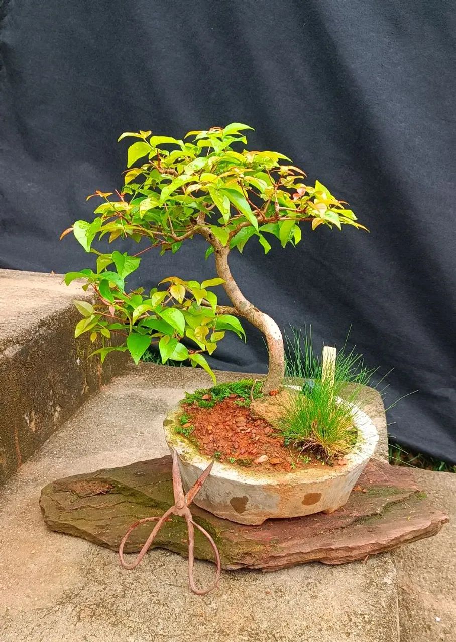 Bonsai pitanga  - Foto 3