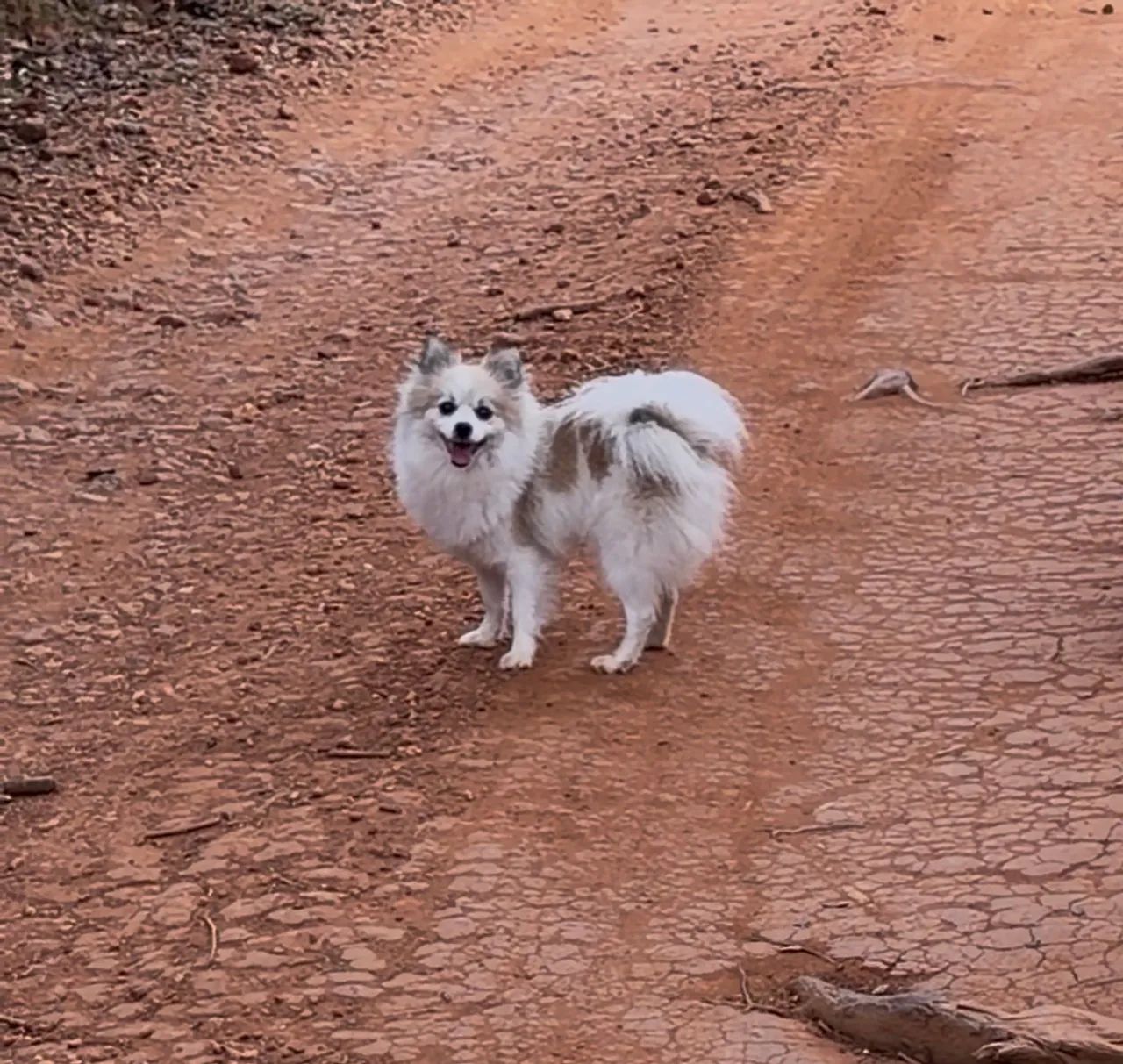 Filhote de Spitz Alemão  - Foto 2