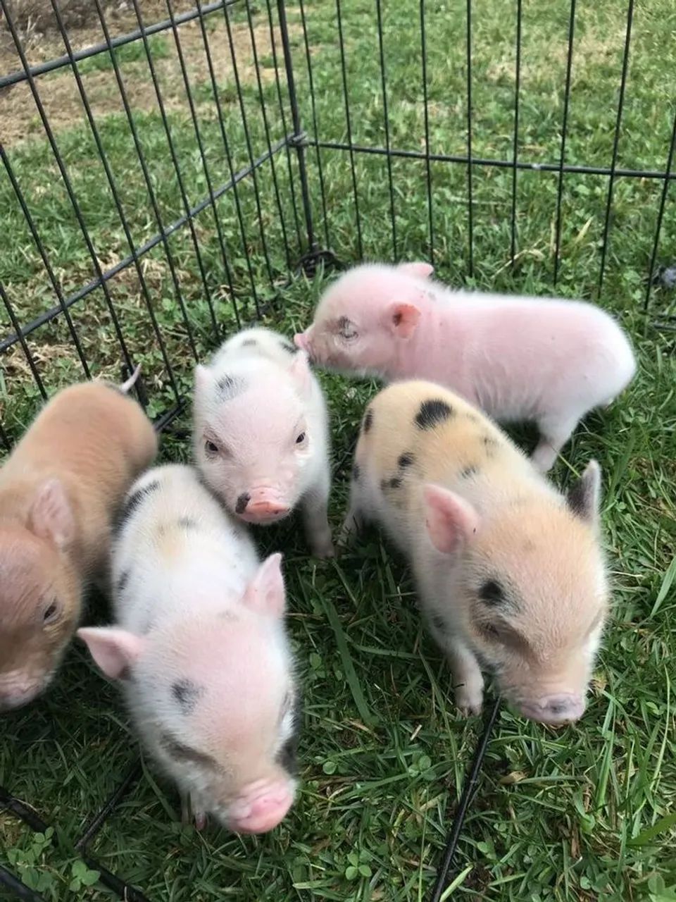 Mini porquinhos