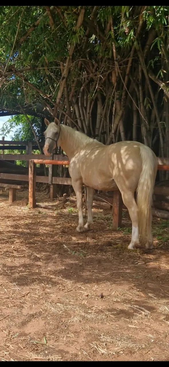 Egua palomina show - Foto 4