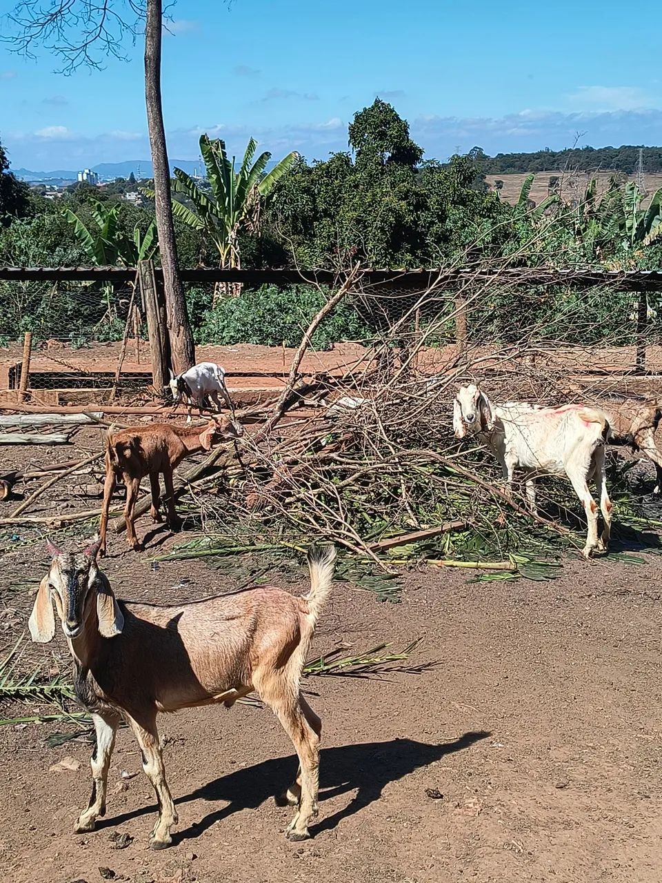 Cabras e cabritos ( LEIA O ANÚNCIO) - Foto 2