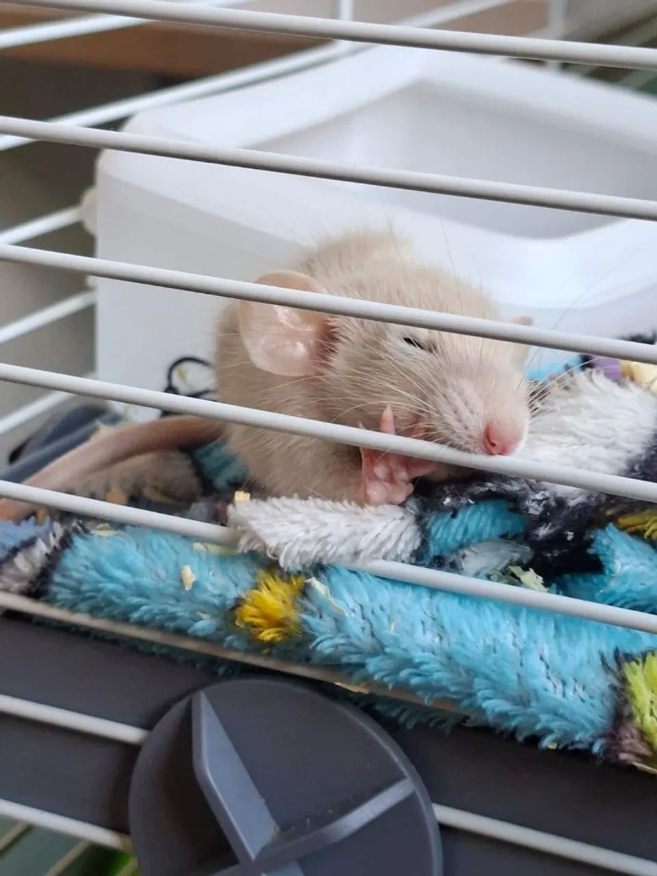 FANCY RAT  - Foto 2