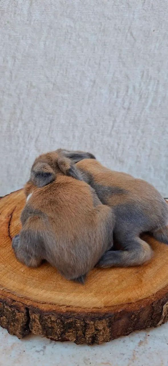 Coelhos minilop - Foto 3