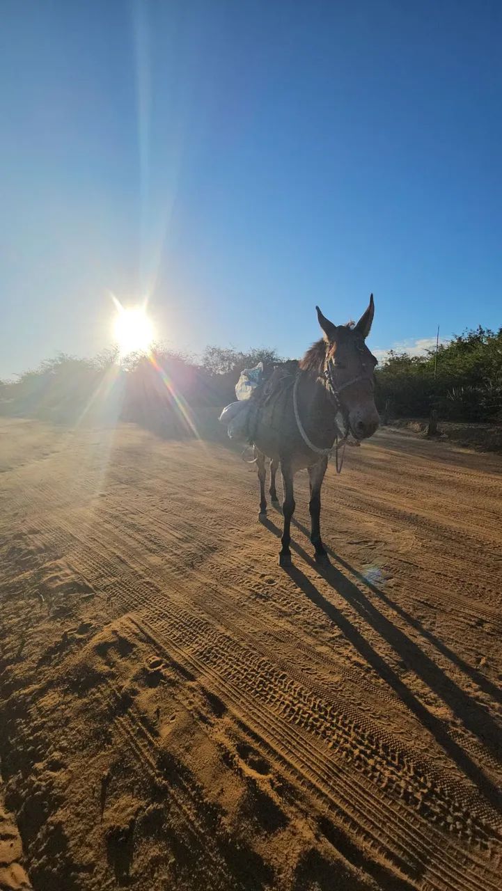 Burro Arriado - Foto 3