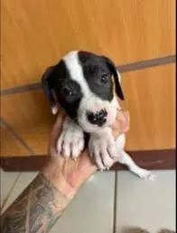 labrador x boxer  - Foto 3