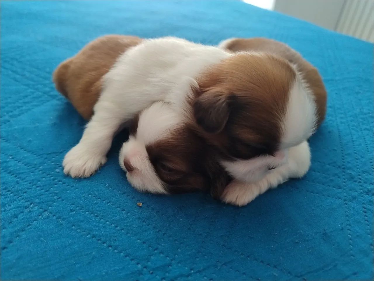 Shi Tzu  - Foto 5