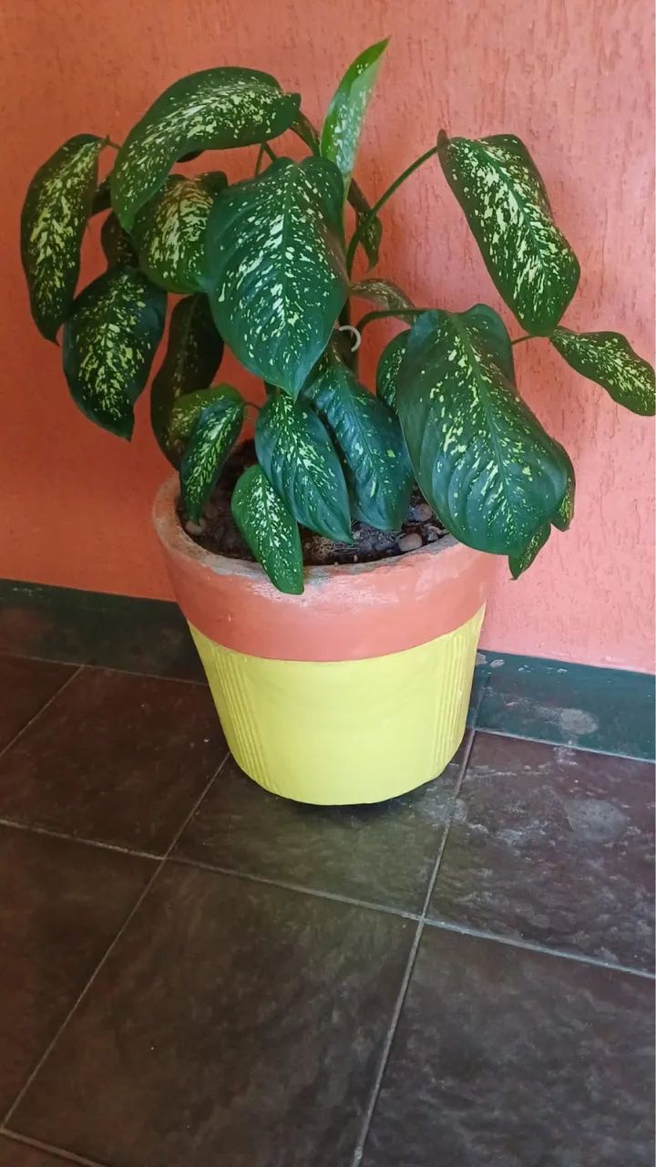 Vaso - Foto 2