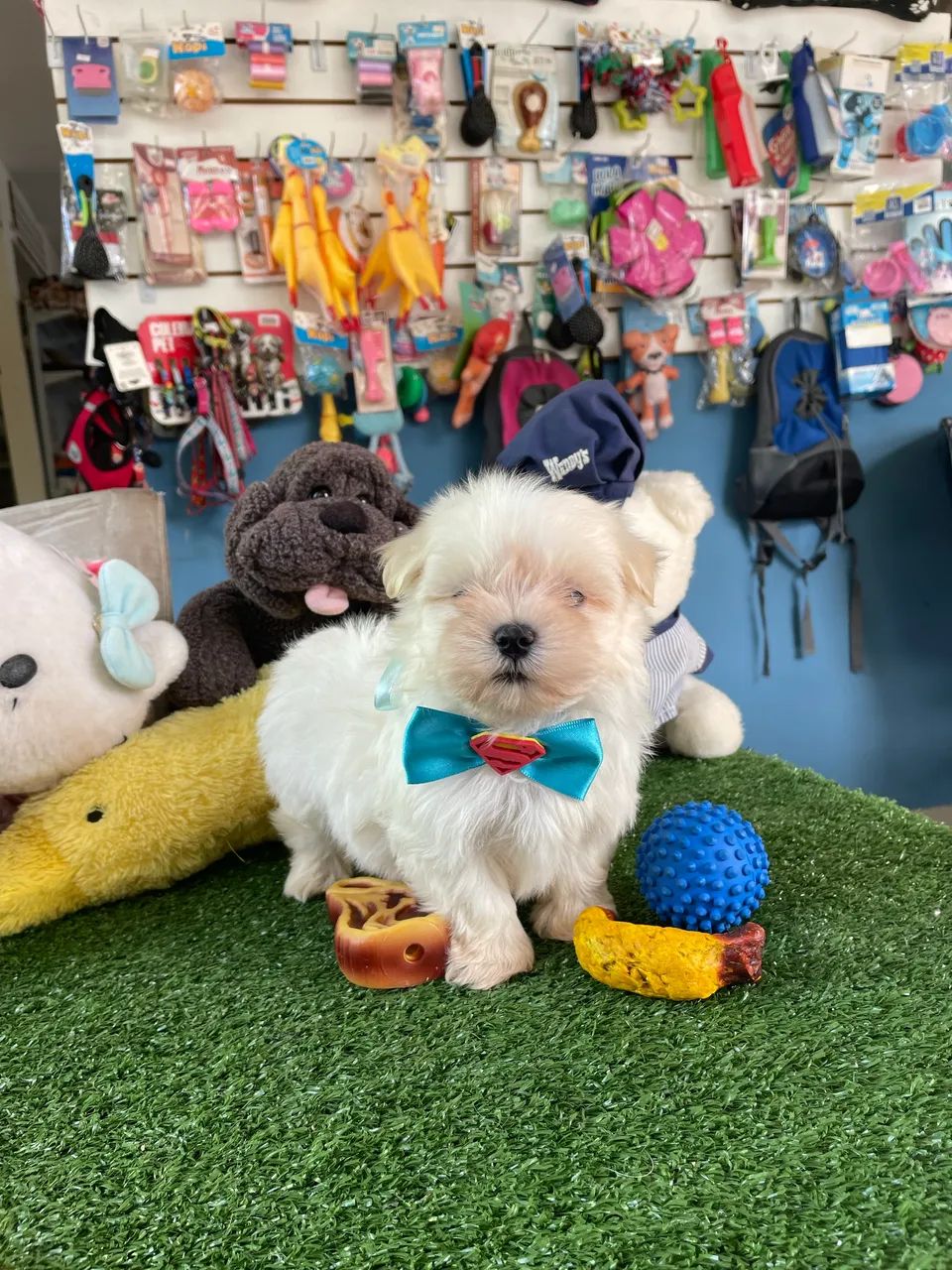 Maltês macho mini $1.900,00 - Foto 2
