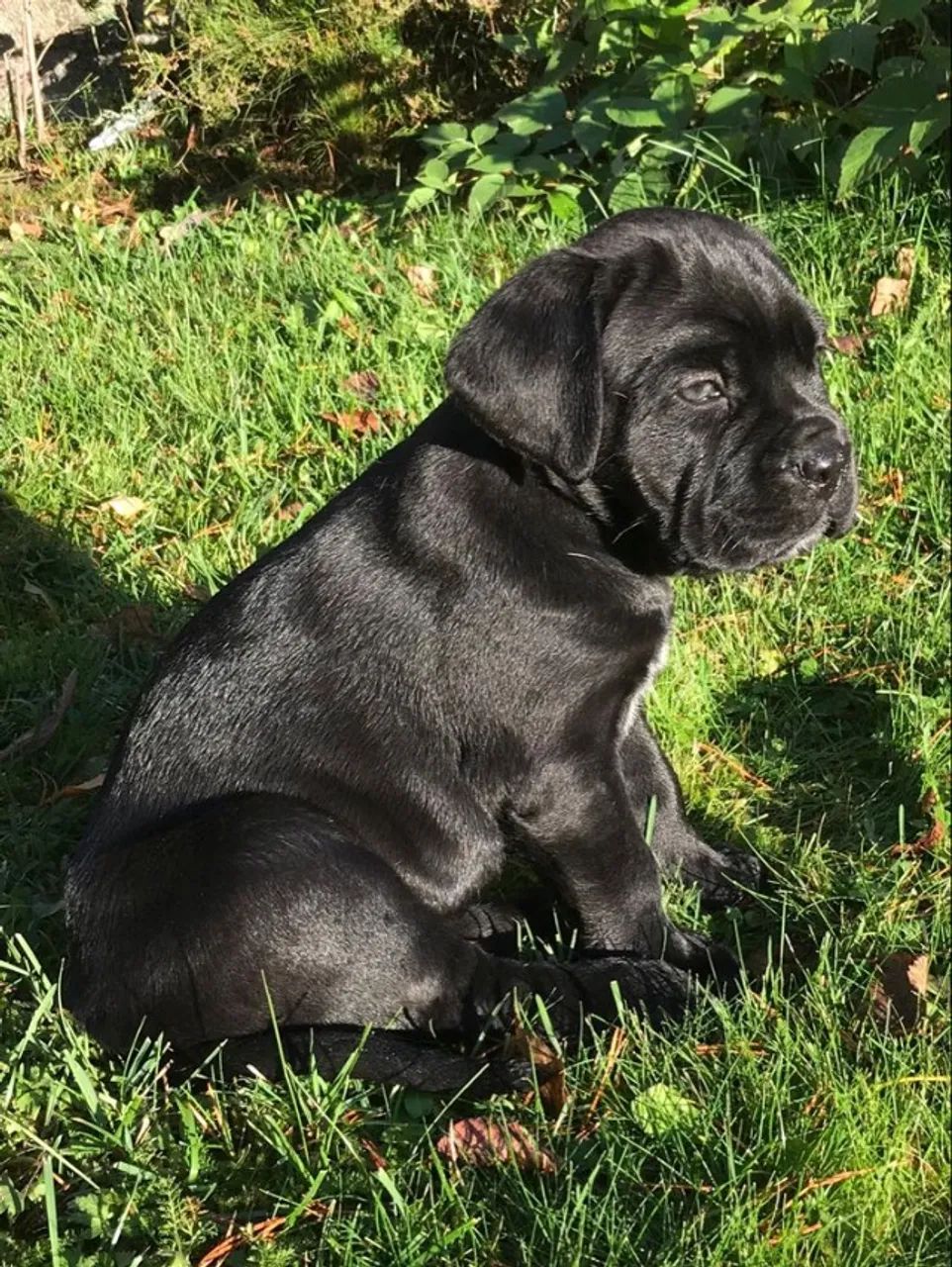 Cane Corso Machos e Femeas
