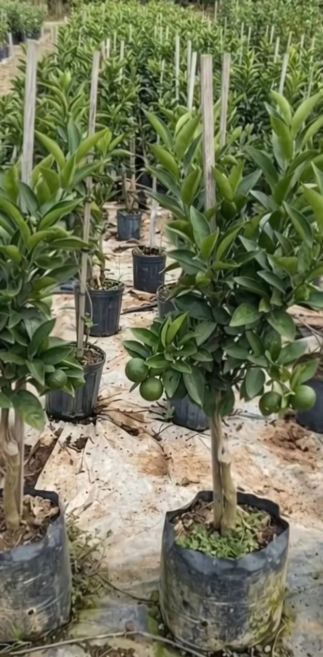 Mudas frutíferas  - Foto 2