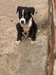 labrador x boxer  - Foto 2