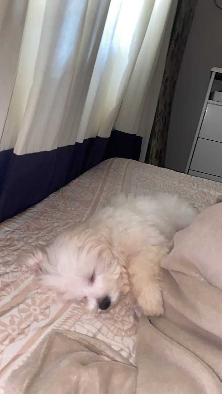 CACHORRO MALTÊS  - Foto 4