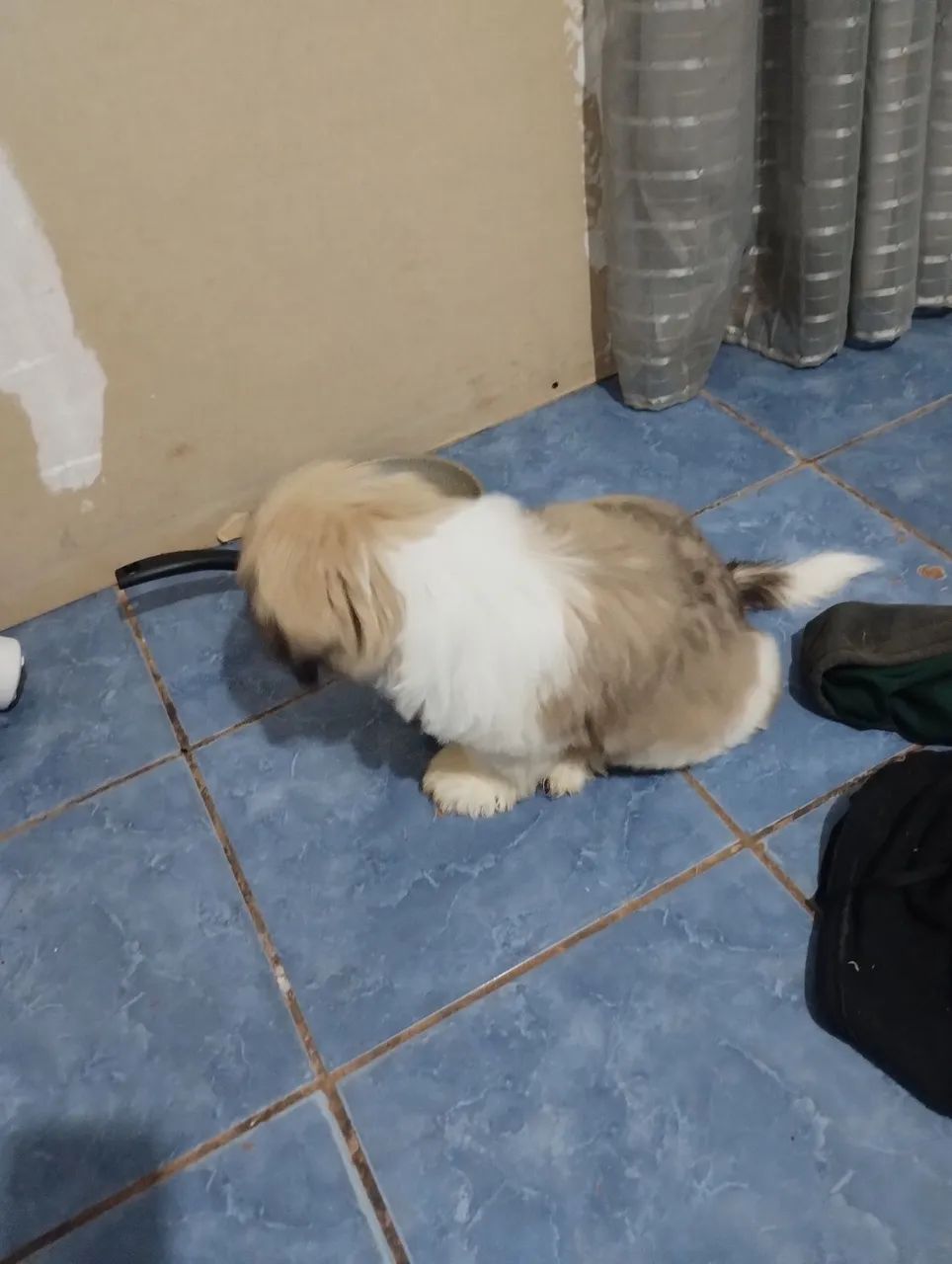 Cachorro Lhasa apso com shitzu - Foto 2