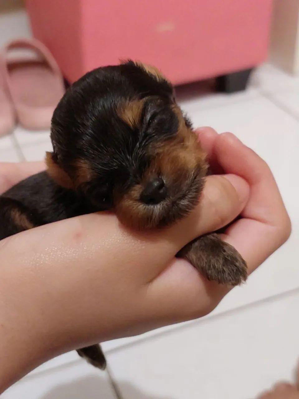 Yorkshire terrier - Foto 2