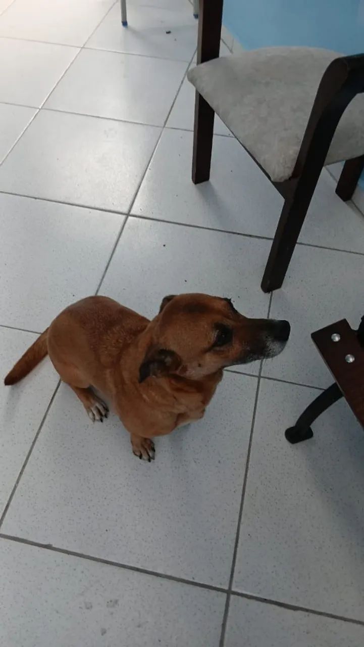 Doação responsável  - Foto 3